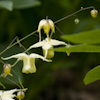 Epimedium Flowers of Sulphur