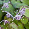 Epimedium Freya