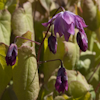 Epimedium Fukujuji