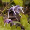 Epimedium Koji