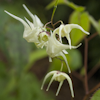 Epimedium La Rocaille