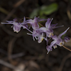 Epimedium Lilafee