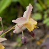 Epimedium Little Shrimps