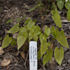 Epimedium Long Leaf Form