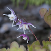 Epimedium Mugawa-Gen-Pan