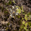 Epimedium Og. 88010