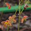 Epimedium Orange Konigin