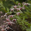 Epimedium Pink Champagne