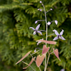 Epimedium Pink Constelation