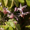 Epimedium Pink Elf