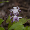 Epimedium Pink Flower