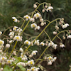 Epimedium pubigerum