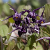 Epimedium Purple Prince