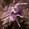 Epimedium Queen Esta