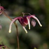 Epimedium Red Maximum