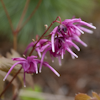 Epimedium Rose Queen