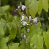 Epimedium Roseum