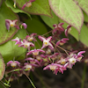 Epimedium Rubrum