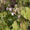 Epimedium Ruby Tuesday