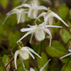 Epimedium Saturn