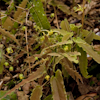 Epimedium Sphinks Twinkle