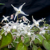 Epimedium Spring Wedding