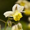 Epimedium Sulphureum