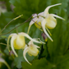 Epimedium Sunshowers