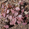 Epimedium Tamabotan