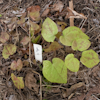 Epimedium Togen