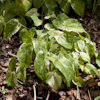 Epimedium Variegated