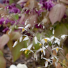 Epimedium Wudang Star