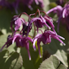 Epimedium Yubae