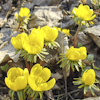 Eranthis eranthis