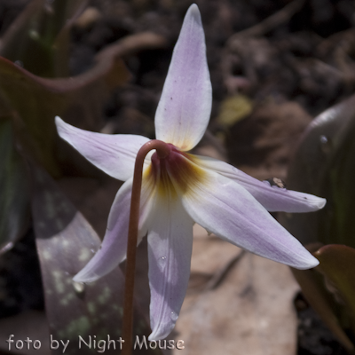 Erythronium caucasicum