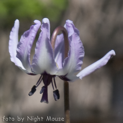 Erythronium hendersonii