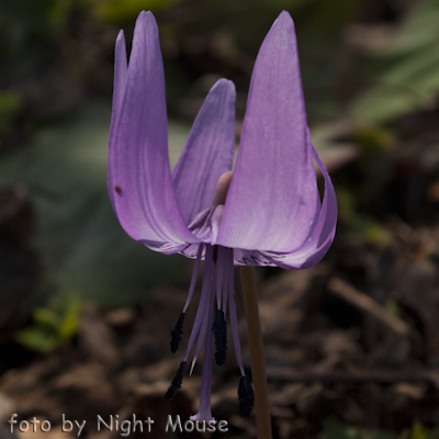 Erythronium japonica