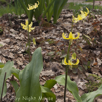 Erythronium Pagoda