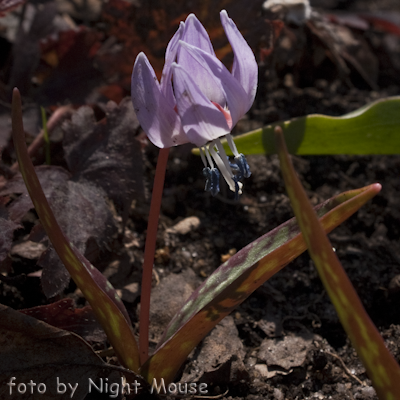 Erythronium Purple King