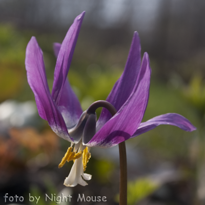 Erythronium sibiricum