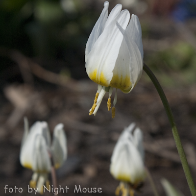 Erythronium sibiricum var. altaicum