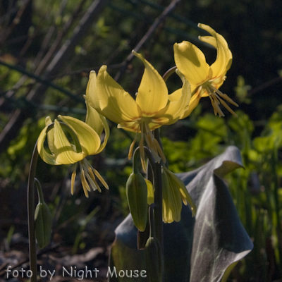 Erythronium Sundisc