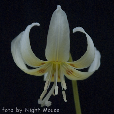 Erythronium White Beauty