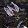 Erythronium caucasicum