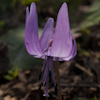 Erythronium japonica