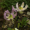 Erythronium Kinfauns Pink