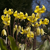 Erythronium Pagoda