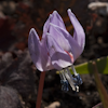 Erythronium Purple King