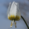 Erythronium sibiricum var. altaicum