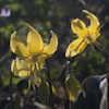 Erythronium Sundisc